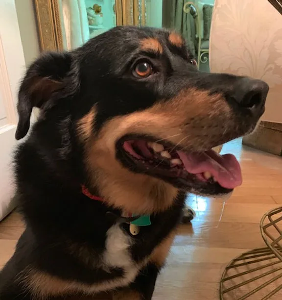 Hope, a rescued large-breed dog, close-up portrait indoors